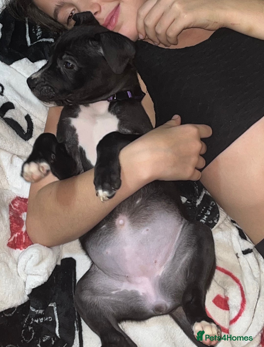 American Bull Staffy dogs for sale: 2 Female American bull x staff puppies left - Image 20