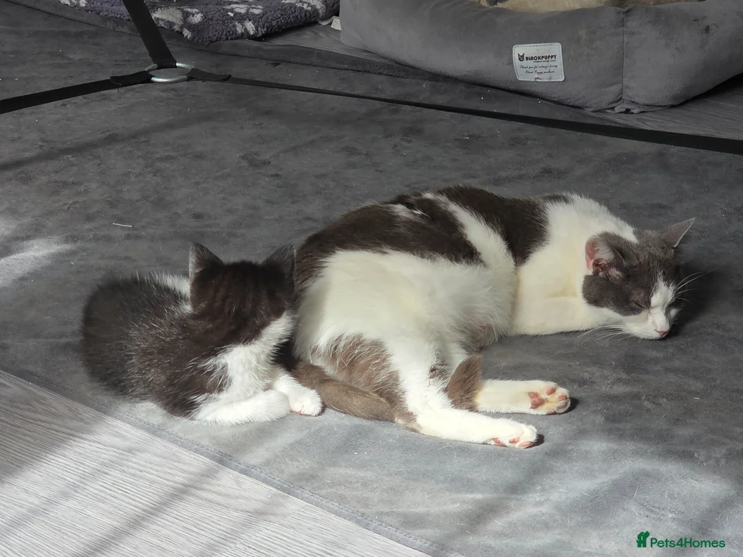 Mixed Breed cats for sale: 4 cute kittens available.  - Advert 5