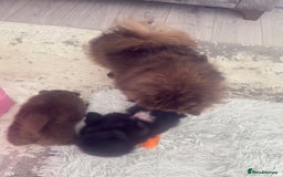 Pomeranian dogs for sale: 🌟 Adorable Pompom’s Ready to Melt Your Heart! 🌟 - Image 9