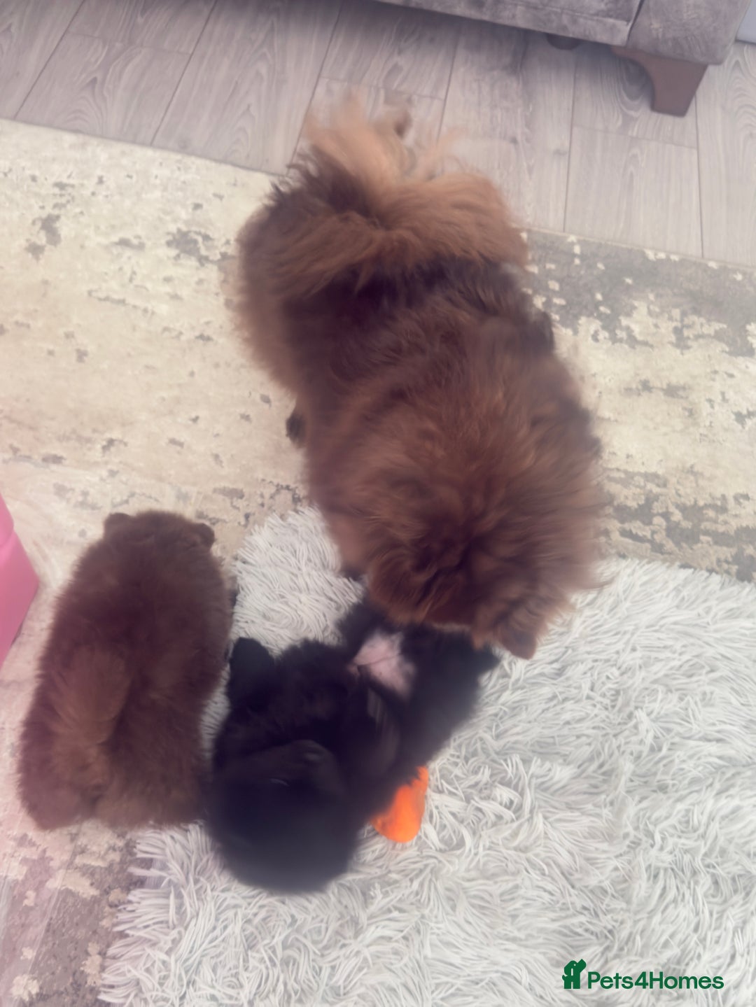 Pomeranian dogs for sale: 🌟 Adorable Pompom’s Ready to Melt Your Heart! 🌟 - Image 9
