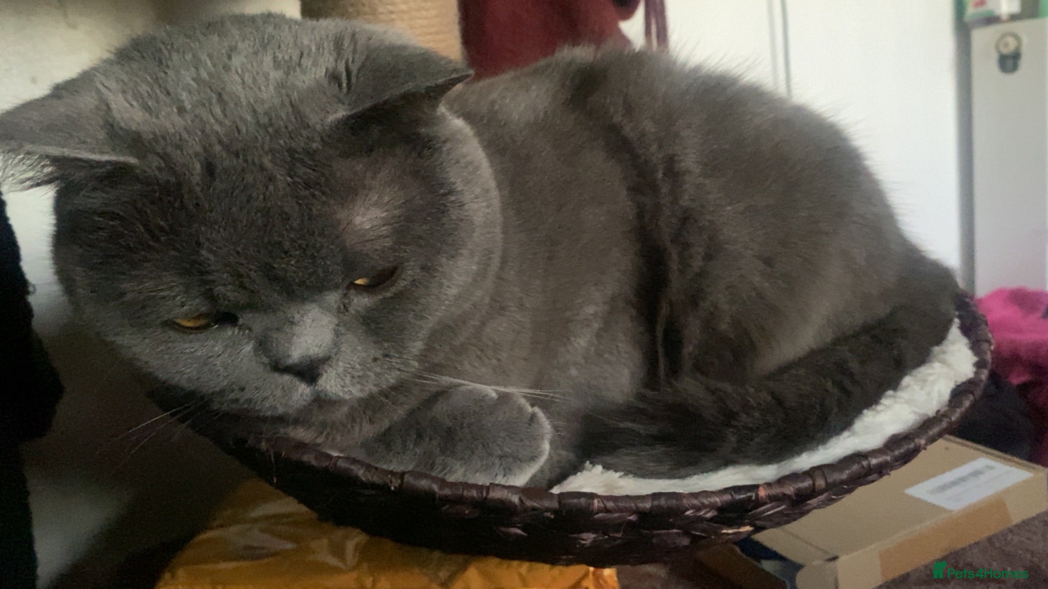British Shorthair cats Grey British shorthair adult cat - Advert 2