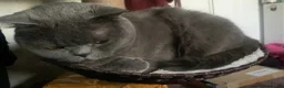 British Shorthair cats for sale: Grey British shorthair adult cat in Blackburn - Advert 1