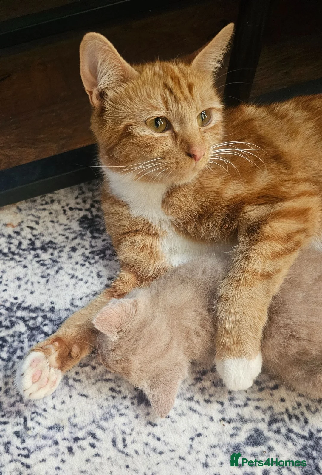 Mixed Breed cats for sale: 🐾 Gorgeous Kittens Available for Reservation 🐾 - Advert 2