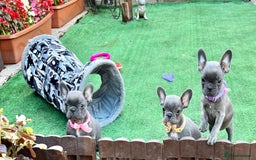 French Bulldog dogs for sale: Adorable Puppies Looking for a New Home! - Image 14