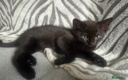 Mixed Breed cats for sale: Last 2 beautiful black marked kittens READY NOW - Image 16