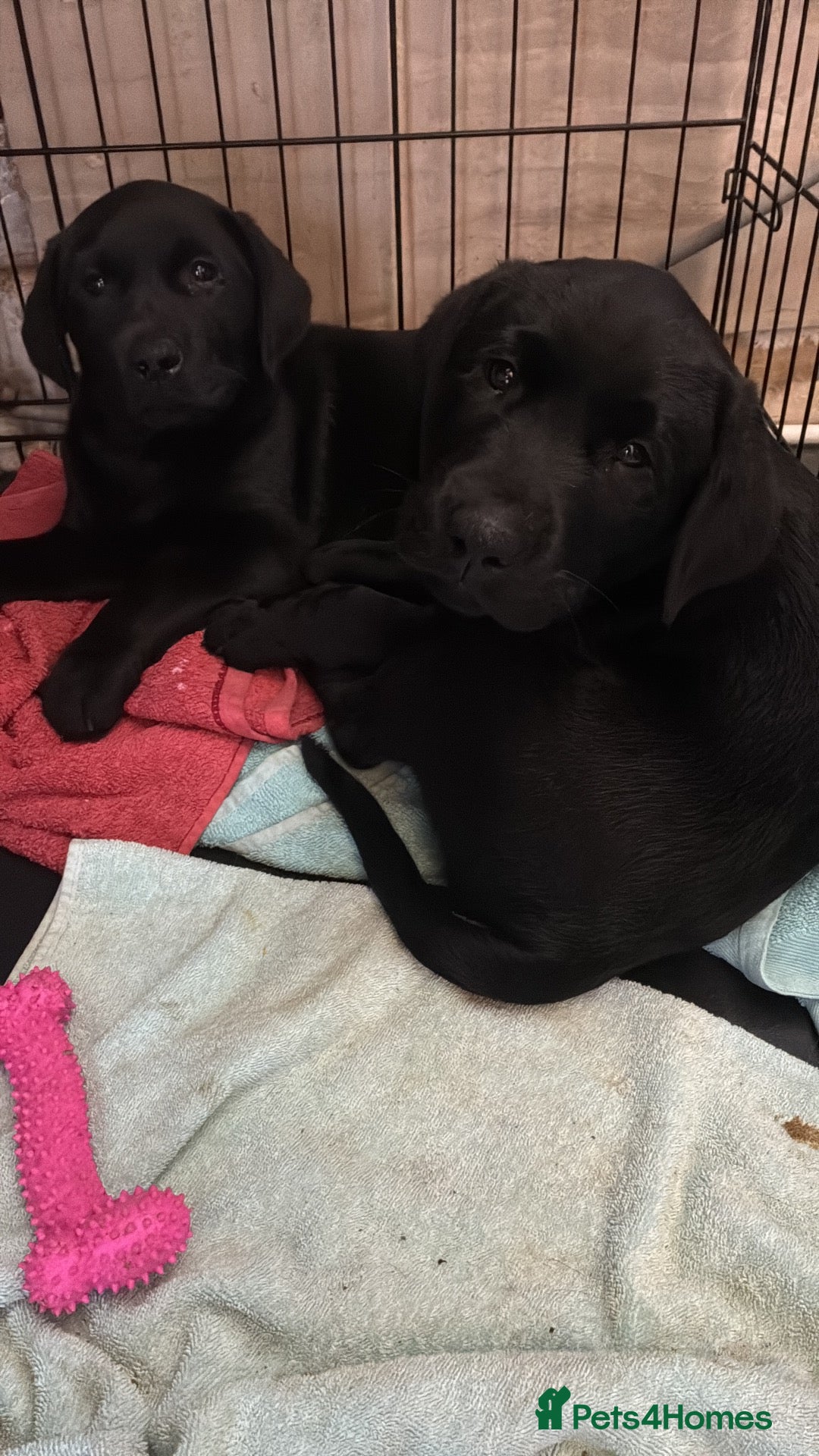 Labrador Retriever dogs Kc registered Labrador puppies - Advert 3