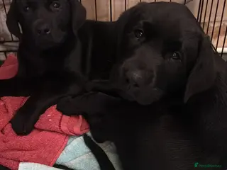 Labrador Retriever dogs Kc registered Labrador puppies - Advert 3