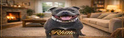 Staffordshire Bull Terrier dogs for stud: 2 SOLID BLUE MALES AVAILABLE FOR STUD  - Advert 1