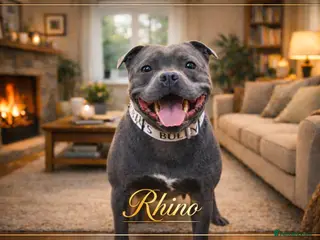 Staffordshire Bull Terrier dogs 2 SOLID BLUE MALES AVAILABLE FOR STUD - Advert 2