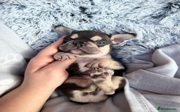 French Bulldog dogs for sale: 7 BEAUTIFUL FRENCHIE PUPPIES FOR SALE 🐾🐶  - Image 18