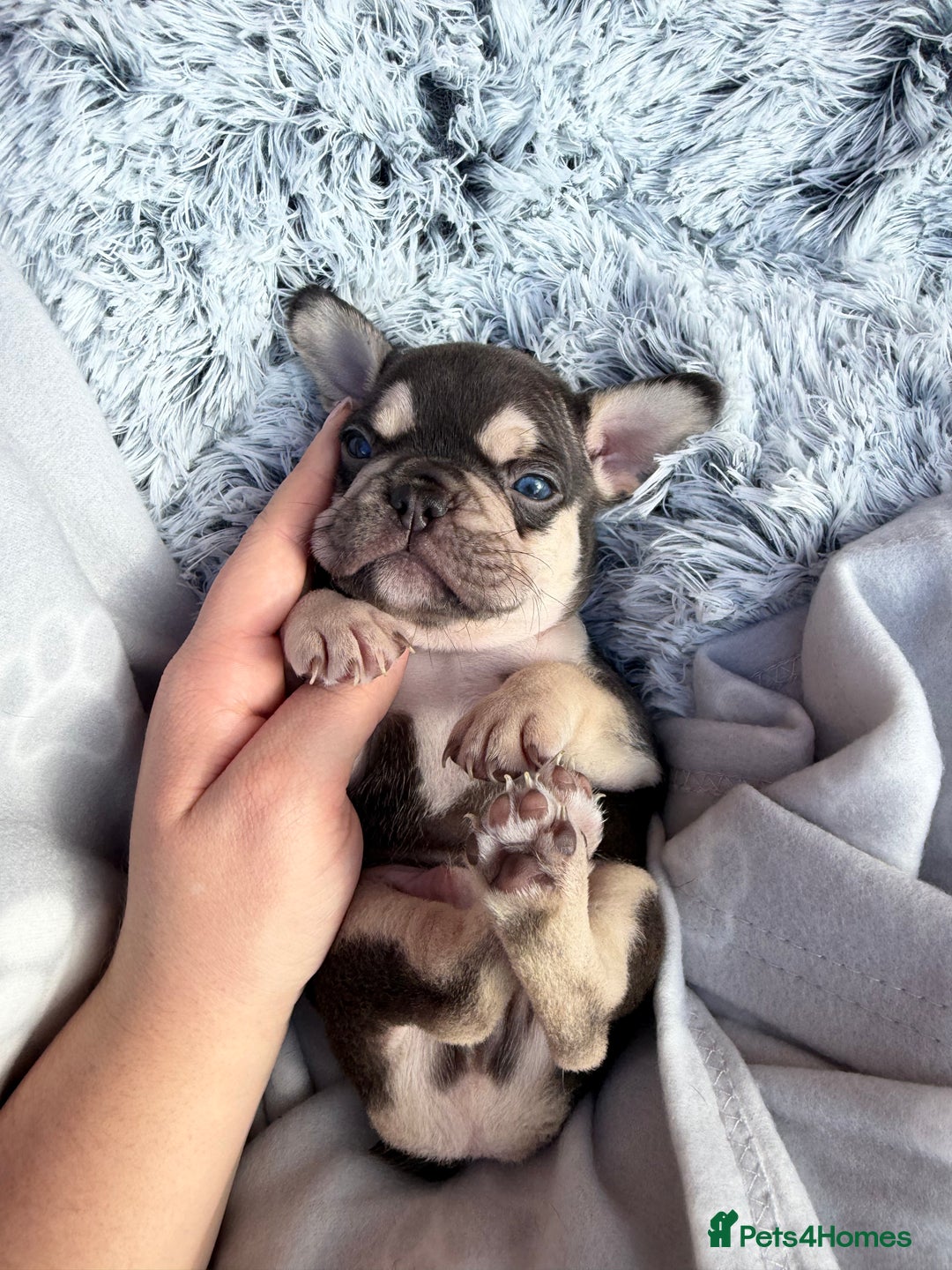French Bulldog dogs for sale: 7 BEAUTIFUL FRENCHIE PUPPIES FOR SALE 🐾🐶  - Image 18