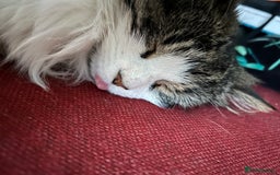 Mixed Breed cats for sale: Two friendly girls  - Image 5