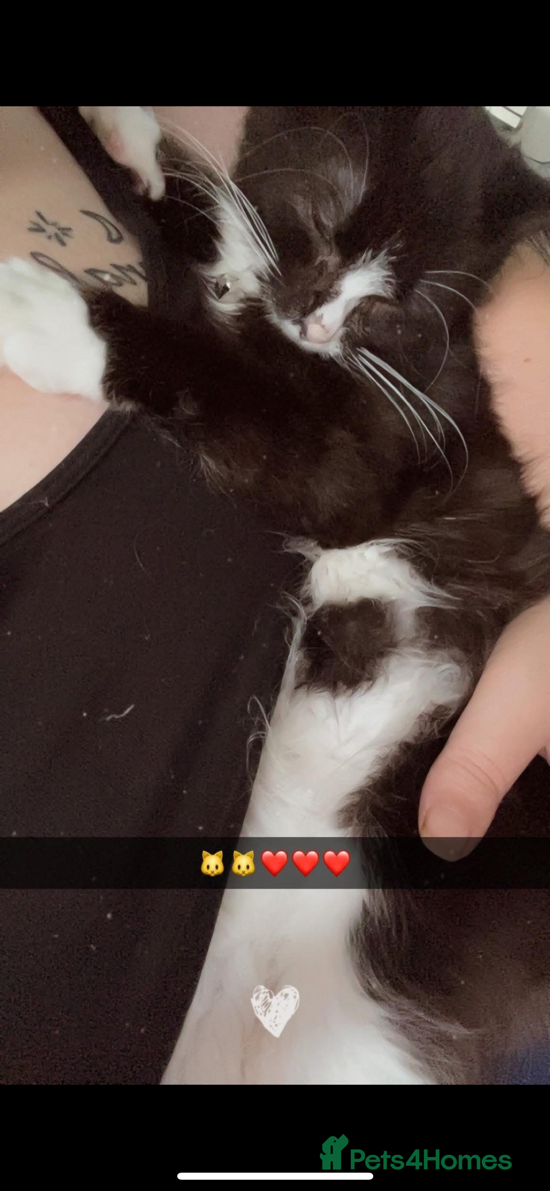 Mixed Breed cats for sale: One Female One male - Advert 3