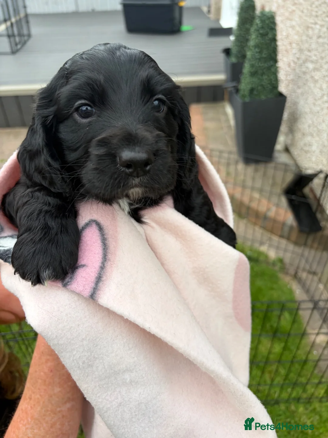 Cocker Spaniel dogs for sale: Stunning KC Reg Working Cocker spaniels 5* Homes - Advert 2
