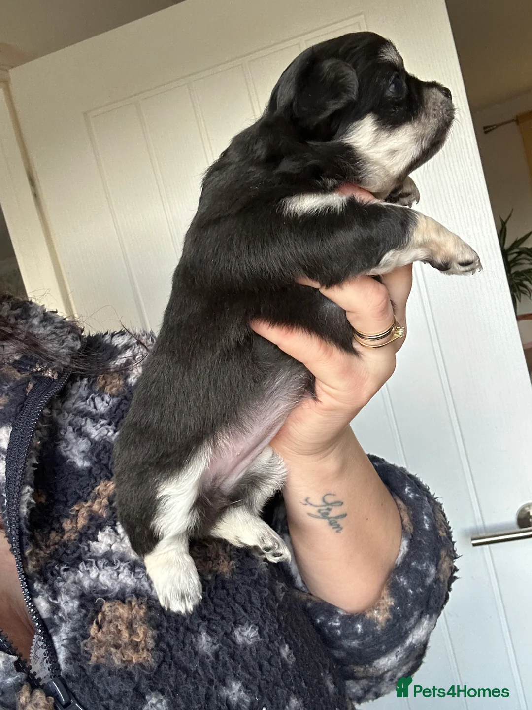 Chihuahua dogs for sale: 🥰Gorgeous Long-Coat chihuahua puppies  - Advert 8