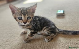 Bengal cats for sale: Bengal kittens. Absolutely beautiful!  - Image 19