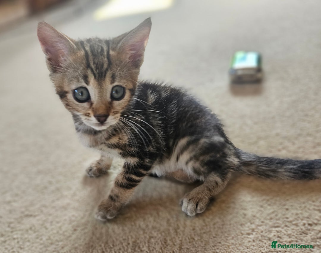 Bengal cats for sale: Bengal kittens. Absolutely beautiful!  - Image 19
