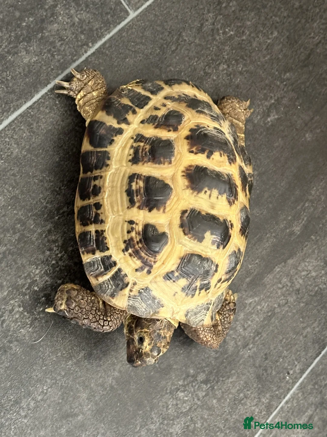 Tortoise reptiles for sale: Kenny - Male horsefield tortoise - Advert 1