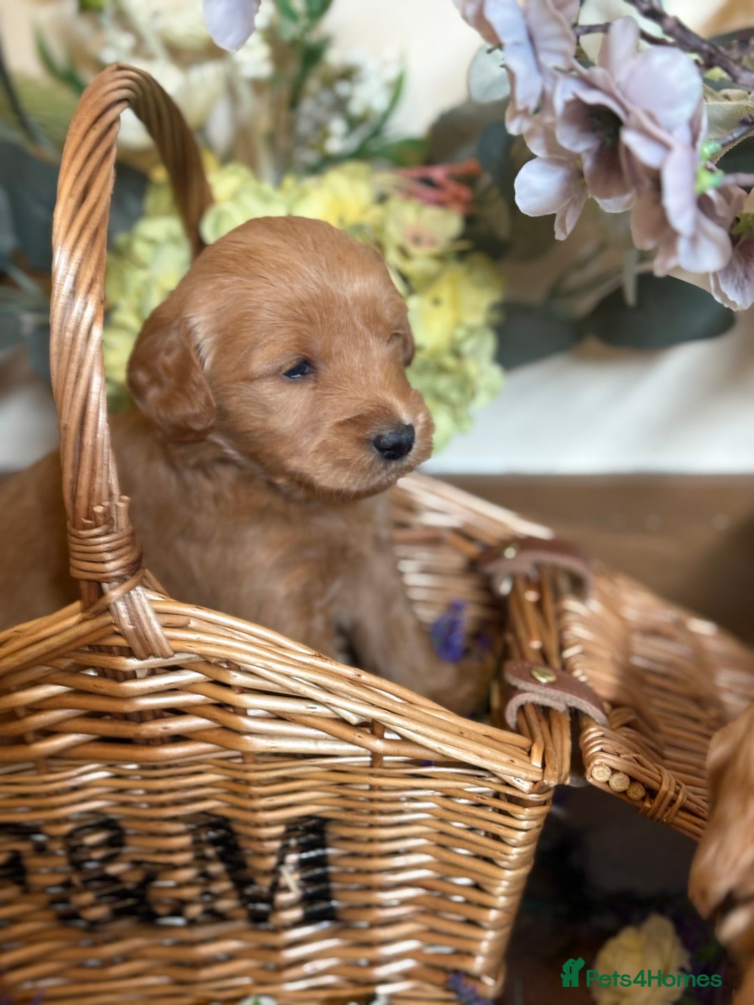 Mini Goldendoodle dogs for sale: Health tested Minature dark red/golden doodles  - Image 29