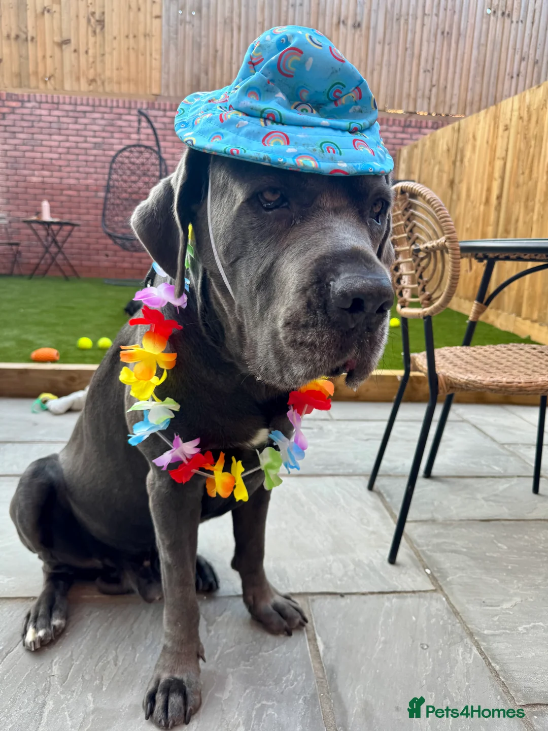 Cane Corso dogs for sale: Cane Corso Male - just under 6 years old - Advert 4