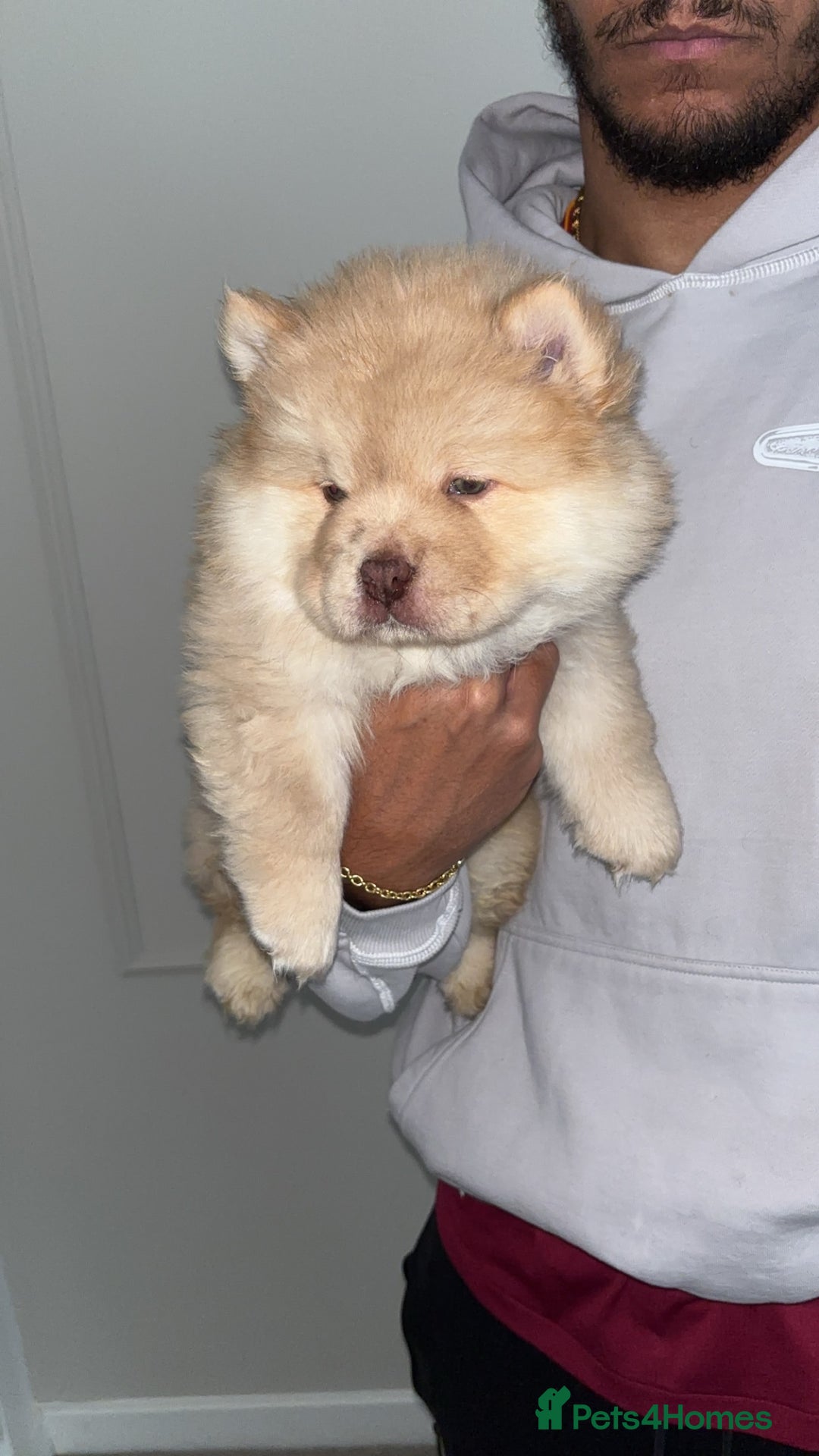 Chow Chow dogs for sale: 5 Gen Pedigree Chow Chow Puppies - Advert 17