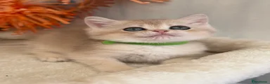 British Shorthair 4