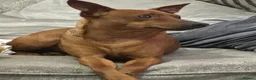 Miniature Pinscher dogs for sale: Blue Miniature Doberman Pinscher Stag Red  - Advert 4