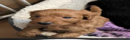 Mixed Breed dogs for sale: Cockerpoo X Miniature Australian Labradoodle  in Kettering - Advert 22