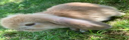 French Lop rabbits for sale: French Lop Bunnies in London - Advert 7