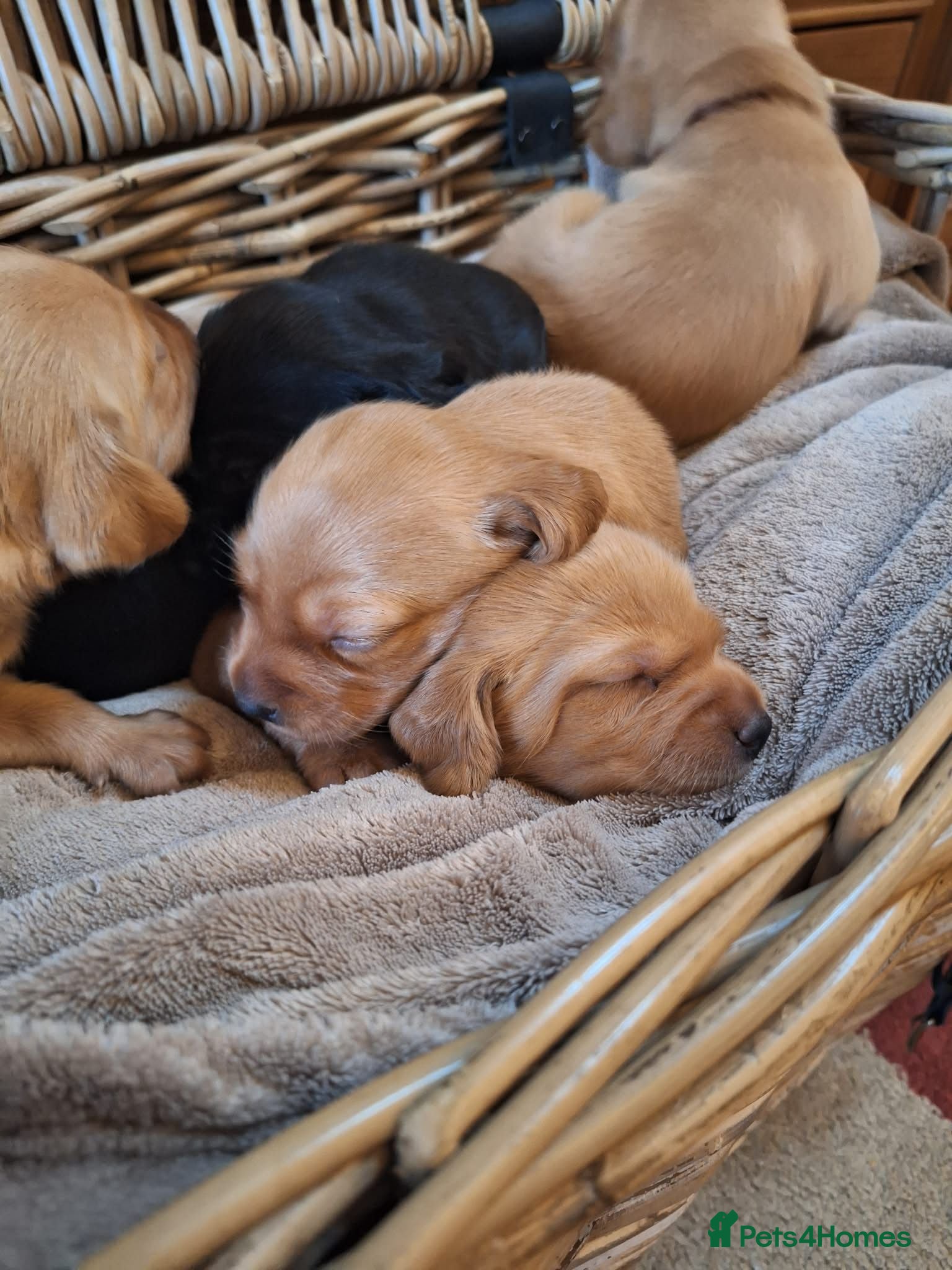 Cockerdor dogs (6 left) 7 Cockerdor puppies 🐶 5⭐️ breeders - Advert 1
