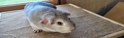 Guinea Pig rodents for sale: Male guinea pigs available  - Advert 3
