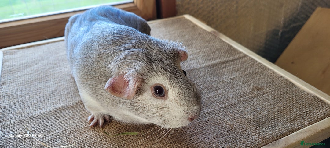 Guinea Pig rodents for sale: Male guinea pigs available  - Advert 3