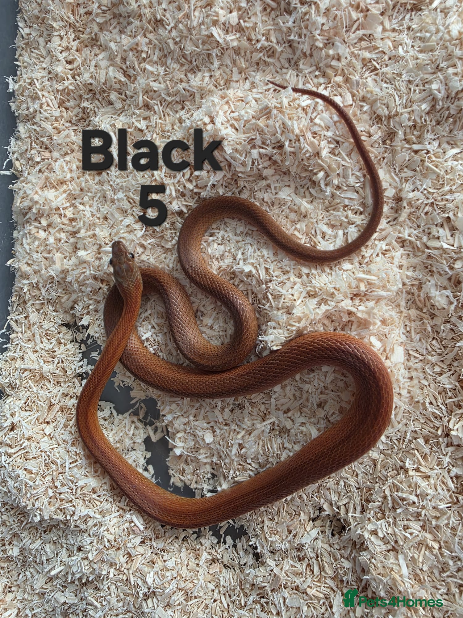 Corn Snake reptiles for sale: Various Cornsnakes avilable  - Advert 4