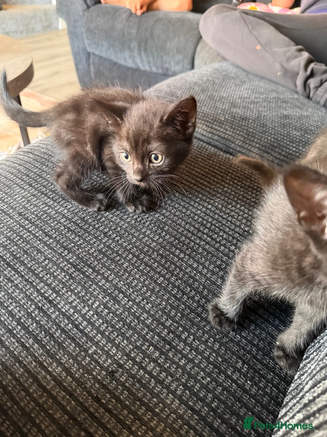 Mixed Breed cats for sale: Three black male kittens - Advert 2