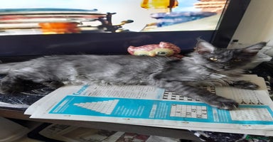 Maine Coon cats black smoke boy TICA maine coon - Advert 9