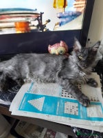 Maine Coon cats black smoke boy TICA maine coon - Advert 9