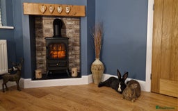 Continental Giant rabbits for sale: Giant Continental Cross - Image 7