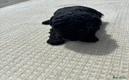 Cavapoo dogs for sale: Toy f1b cavapoo puppies - Image 2