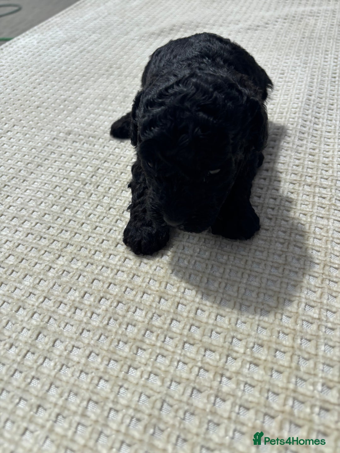 Cavapoo dogs for sale: Toy f1b cavapoo puppies - Image 2