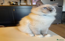 Ragdoll cats for sale: Ragdoll kittens ready now  !💞  - Image 20