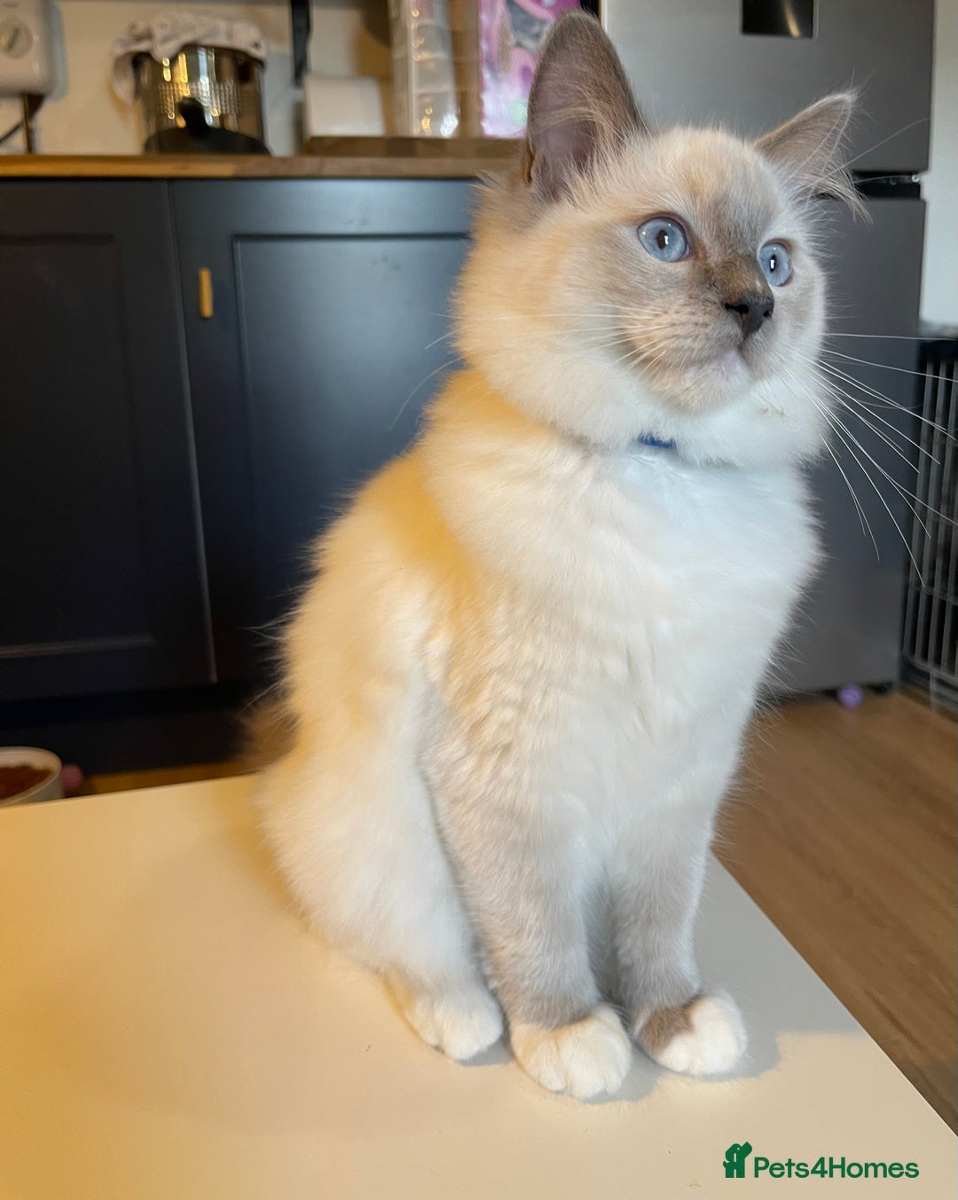 Ragdoll cats for sale: Ragdoll kittens ready now  !💞  - Image 20