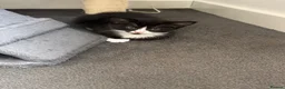 Mixed Breed cats for sale: Kittens for sale  - Advert 10