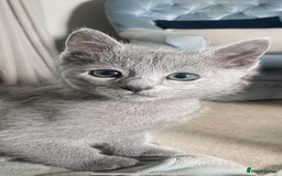 Russian Blue cats for sale: 5 Pure Pedigree Russian Blue Kittens *LAST MALE* - Image 27