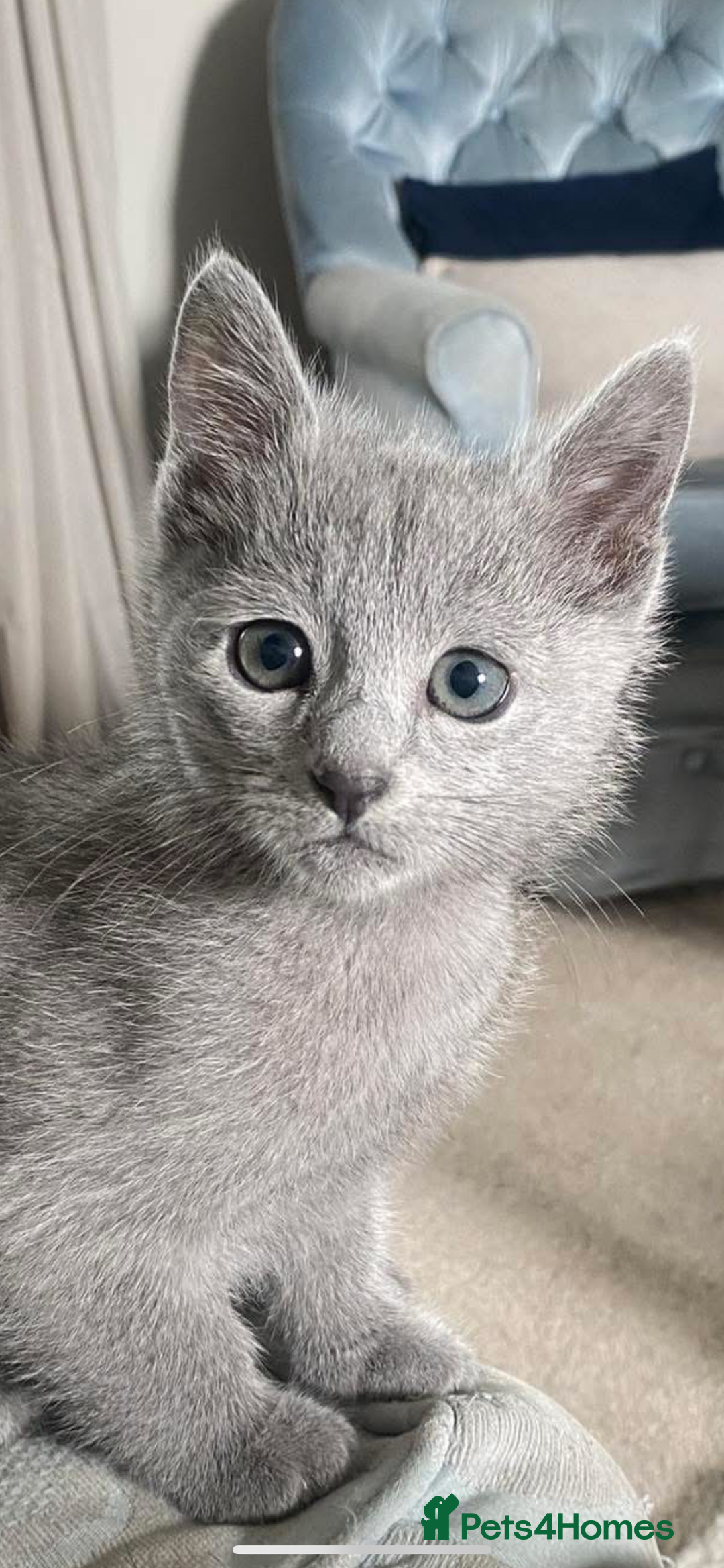 Russian Blue cats for sale: 5 Pure Pedigree Russian Blue Kittens *LAST MALE* - Image 27