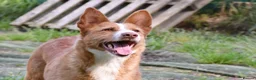 Portuguese Podengo dogs for adoption: Sweet  in Birkenhead - Advert 4