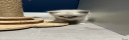 Ragdoll cats for sale: Ragdoll kittens  in Glenrothes - Advert 5