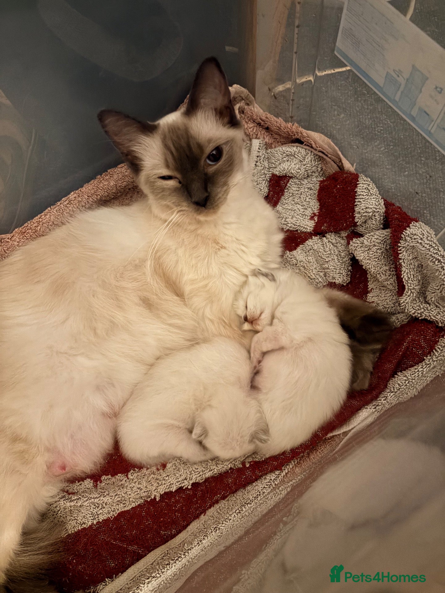Ragdoll cats Ragdoll kittens  - Advert 6