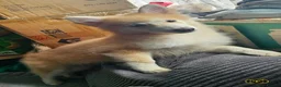 Pomsky dogs for sale: F3 Pomsky Puppies MUST GO - Advert 2