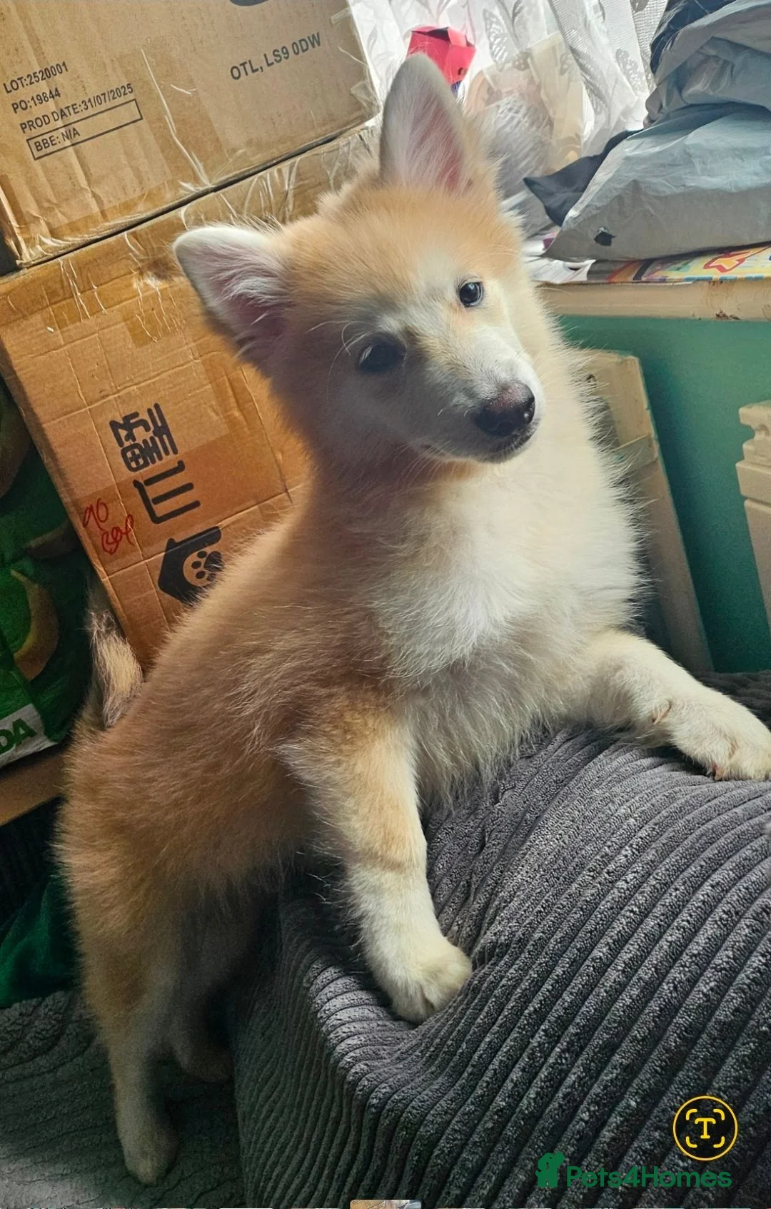 Pomsky dogs for sale: F3 Pomsky Puppies MUST GO - Advert 2