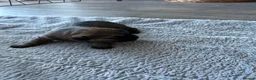 Border Terrier dogs for sale: Beautiful Border Terrier Pups - Advert 9